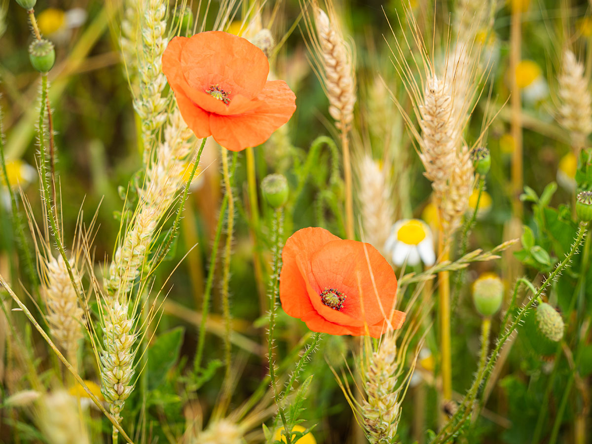 BALADE PLANTES SAUVAGES MÉDICINALES ET COMESTIBLES