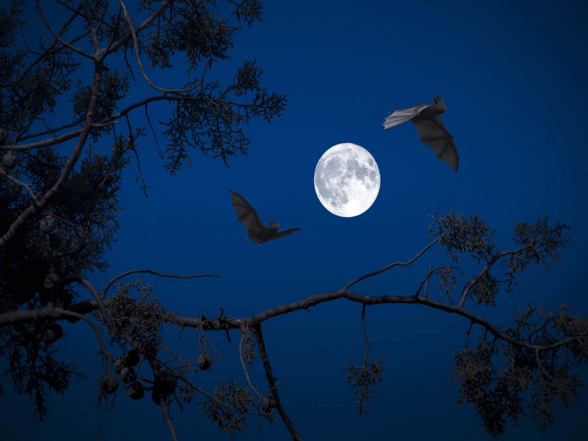LES VOIX DE LA NUIT : RENCONTRE AVEC LES CHAUVES-SOURIS